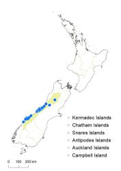 Veronica phormiiphila distribution map based on databased records at AK, CHR & WELT.
 Image: K.Boardman © Landcare Research 2022 CC-BY 4.0